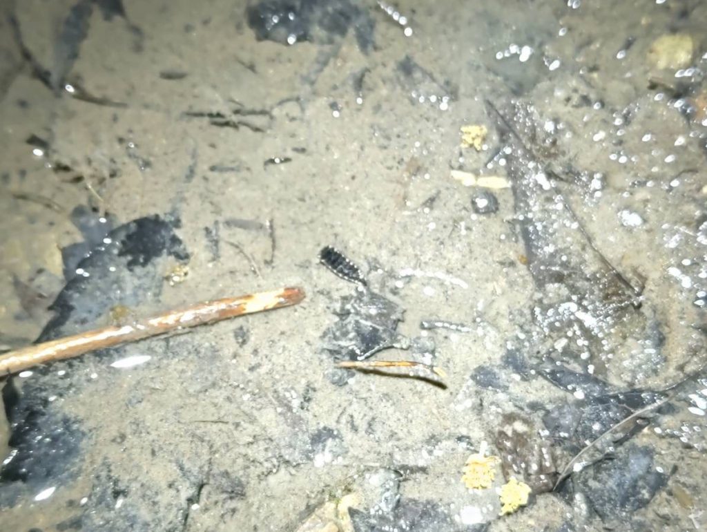 沢にいたホタルの幼虫 沢にいたホタルの幼虫